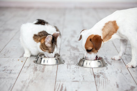 Dog & Cat Eating Therapeutic Food