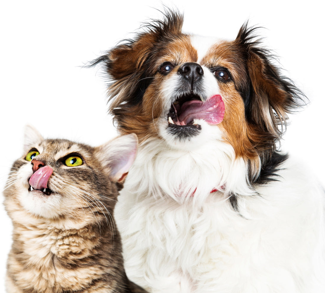 5 Common Ailments in Dogs and Cats and How to Prevent Them