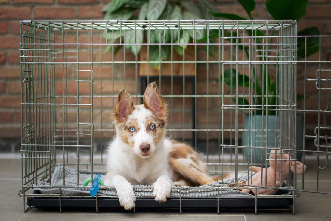 The Ultimate Guide To Crate Training Your Puppy
