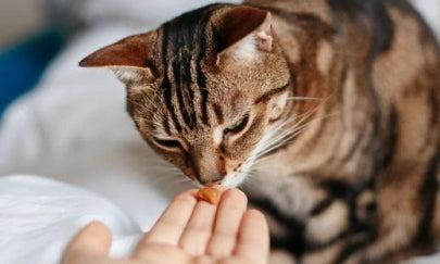 cat taking health supplement