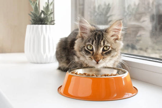 Maintaining Your Cat's Health through Correct Nutrition