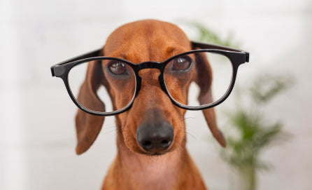 Smart Dog Wearing Glasses
