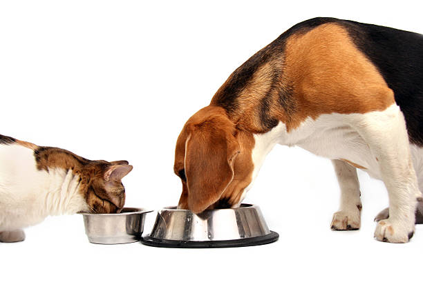 Dog & Cat Eating Together