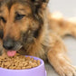 Chicken & Superfoods for Adult Dogs