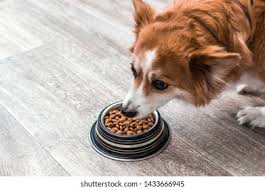Beef, Sweet Potato & Superfoods for Adult Dogs